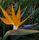 Bird Of Paradise Superior Package